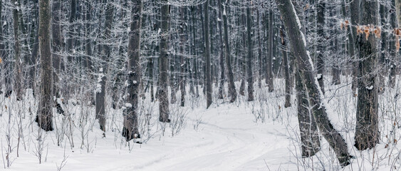 Fototapeta premium Winding snow covered path through dense winter forest with trees