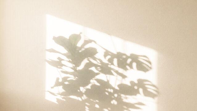 Tropical palm leaf shadow on beige wall, natural sunlight minimal background texture for abstract and summer design