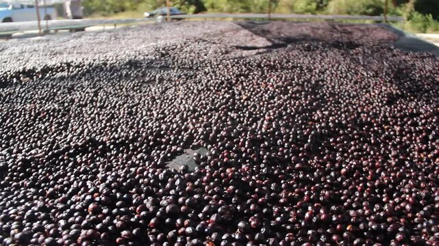 Aromatic coffee beans undergoing sun drying process on a concrete surface
