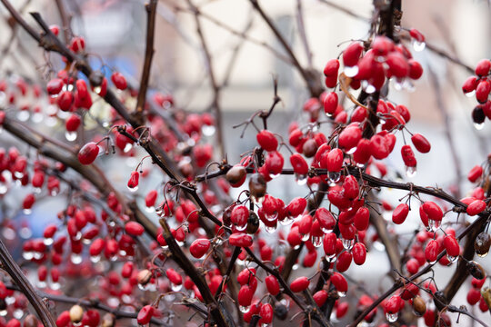 Red barberry berries on branches covered with water drops after rain. Autumn nature background with shallow depth of field.
