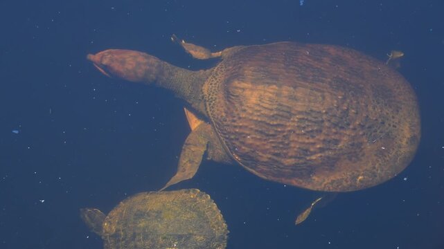 The Florida softshell turtle (Apalone ferox), a freshwater turtle distinguished by its leathery, flexible carapace rather than a hard bony shell at the Audubon Bird Sanctuary on Dauphin Island