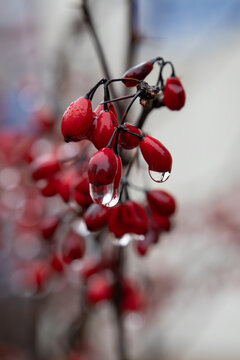 Red barberry berries on branches covered with water drops after rain. Autumn nature background with shallow depth of field.