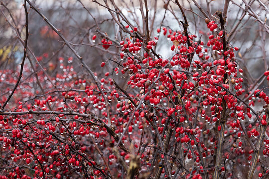 Red barberry berries on branches covered with water drops after rain. Autumn nature background with shallow depth of field.