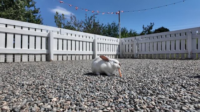 A white domestic rabbit eats a carrot.