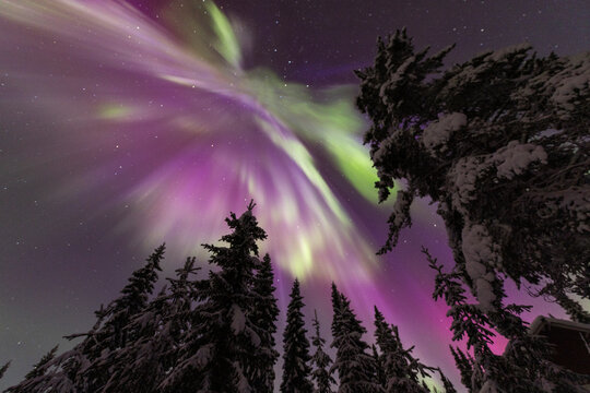 Colorful Northern Lights Glowing over a Snowy Taiga Forest