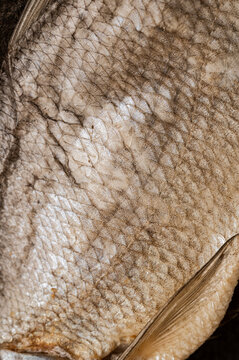 Macro Texture of Dried Salted Fish Scales