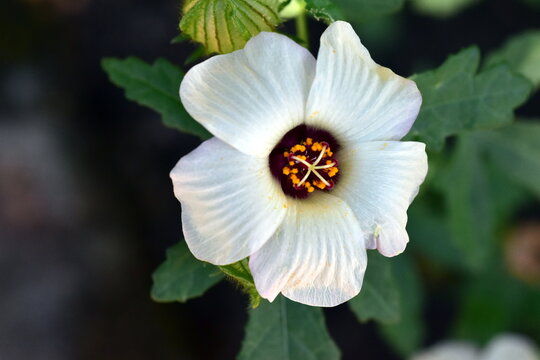 Wei&szlig;e Bl&uuml;te eines Stundeneibisch