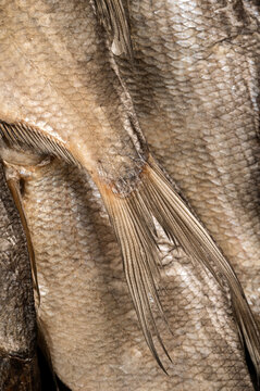 Macro Texture of Dried Salted Fish Scales