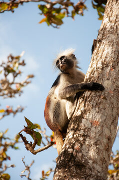 Colobus monkey adorable and rare, hugging a tree trunk in Zanzibar, Africa