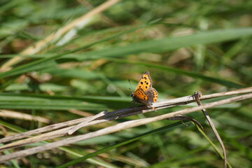 Small Copper butterfly (Lycaena phlaeas) resting on a dry twig in a green meadow nature wildlife macro photography © Szymon