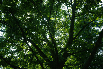 Fototapeta premium Looking up into the lush green canopy of a large tree with sunlight filtering through