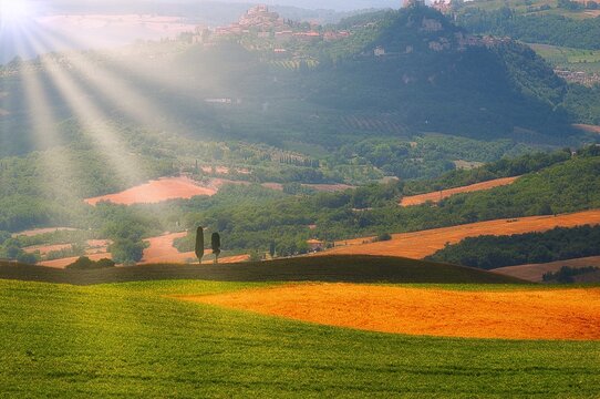 Typical tuscan countryside with cypress.