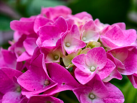 Close up macro shot of vibrant pink hydrangea macrophylla flower head blooming