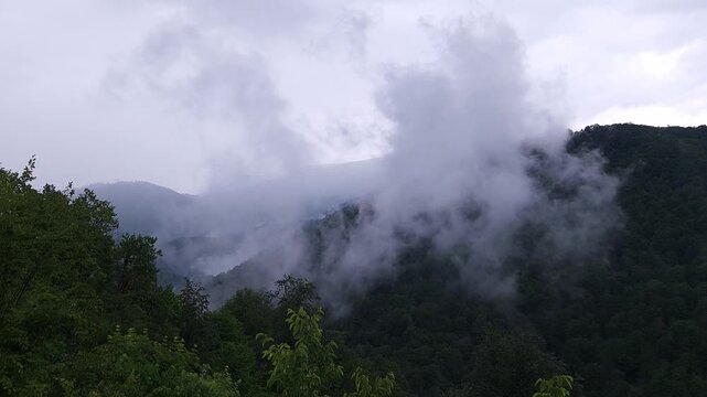 White clouds and thick fog gracefully moving through the lush green treetops and rolling hills of a dense mountain forest, creating a moody and atmospheric natural landscape scene