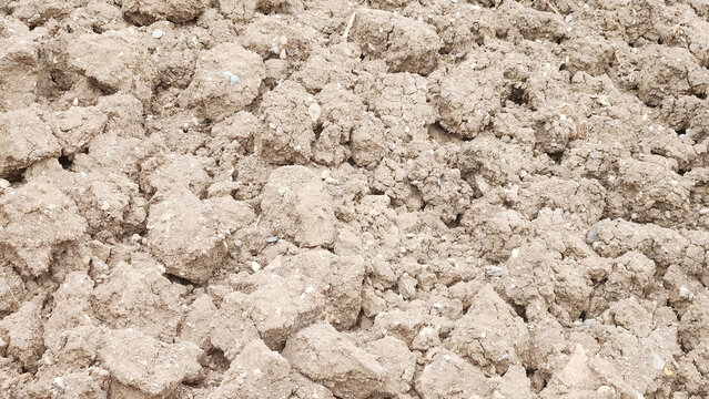 The dried and crumbling soil surface, freshly plowed fallow land.