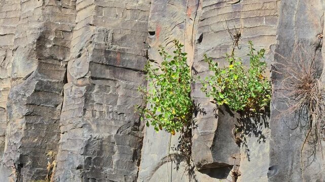 Stone wall hosts resilient green plants