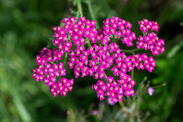 Close up of pink common yarrow (achillea millefolium) flowers in bloom © tom