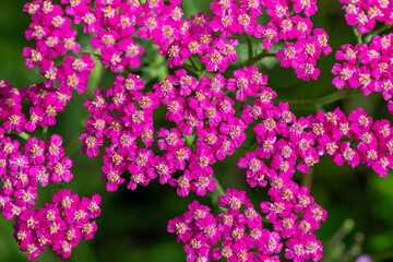 Close up of pink common yarrow (achillea millefolium) flowers in bloom © tom