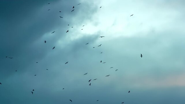 Black Birds Circling the Terrain. A large number of birds circling in the background of the cloudy sky in sunset colors