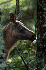 Side profile portrait of a young wild moose calf in the forest © Andreas