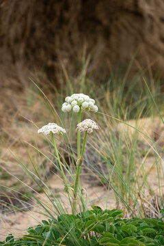 White flower of , Indian Celery or Rhubarb, Heracleum maximum plant growing wild on the Oregon Coast on a sunny summer day
