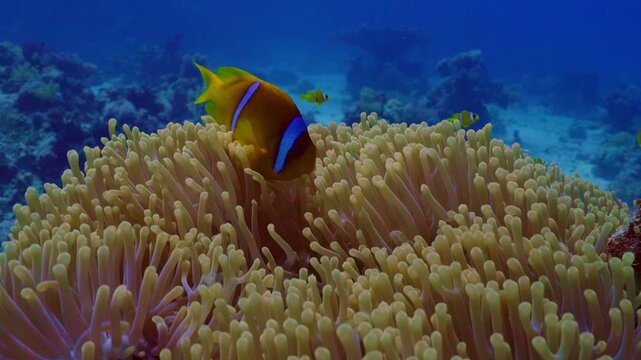 Red Sea clownfish closeup