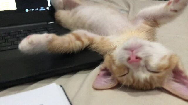 A cute lazy orange kitten sleeping peacefully on a bed next to a laptop and book.