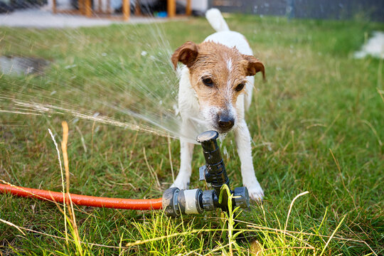 Small wet dog stands beside a lawn sprinkler as water sprays toward its face