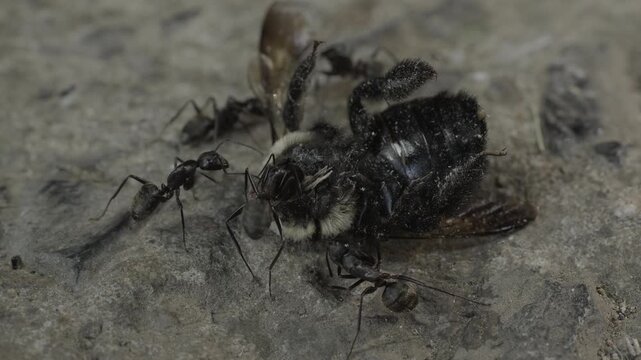 Macro medium shot of black carpenter ants swarming a dead carpenter bee carcass
