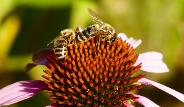 Bees collecting pollen on a pink echinacea flower in the garden, close macro detail, bee and flower background