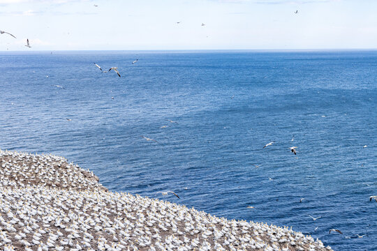 Gaspesie, Quebec, 15 July 2026 : Large colony of gannets nests on a cliff overlooking the vast blue ocean under a bright sky