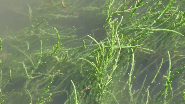 Edible salicornia plants swaying in murky water