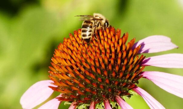 Bee collecting pollen on pink echinacea flower in the garden, close macro detail, bee and flower background