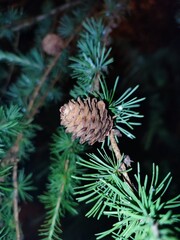 pine cones on the tree © MixStudio