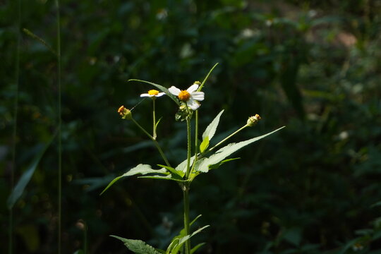 Flores blancas (margarita)