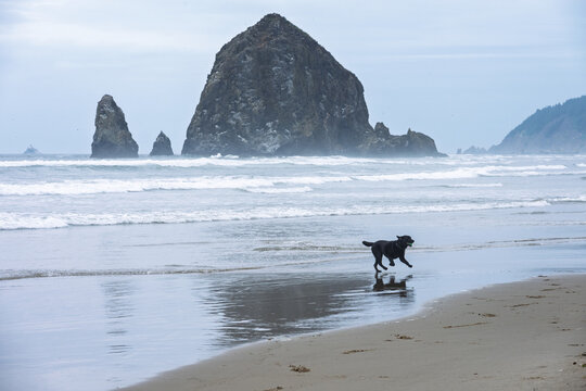 Black labrador retriever dog running and chasing ball in ocean waves and on beach at Tolovana Beach State Recreation Site, Oregon, basalt Haystack rock in background, summer recreation
