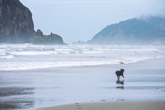 Black labrador retriever dog running and chasing ball in ocean waves and on beach at Tolovana Beach State Recreation Site, Oregon, basalt Haystack rock in background, summer recreation
