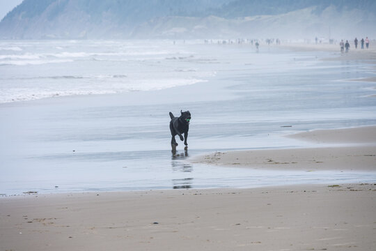 Black labrador retriever dog running on beach with ball in his mouth, Tolovana Beach State Recreation Site, Oregon, vacation tourists in background, summer travel and recreation
