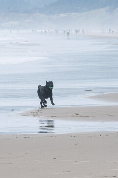 Black labrador retriever dog running on beach with ball in his mouth, Tolovana Beach State Recreation Site, Oregon, vacation tourists in background, summer travel and recreation
