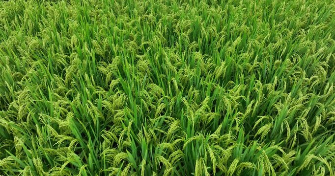 Aerial view of rice plants growing at field