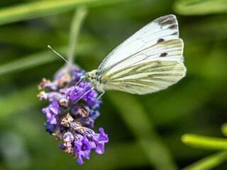 Fototapeta premium Green veined white butterfly on lavender flowers