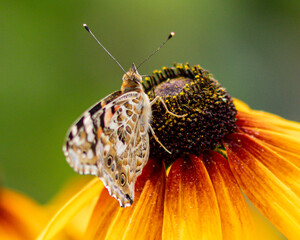 Painted lady butterfly on a beautifully coloured garden flower. English summer. © Robert Parker