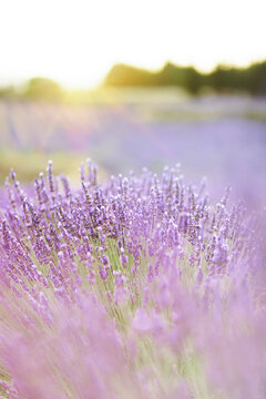 Sunset over a summer lavender field. Landscape with rows of lavender