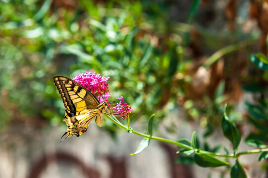 Close-up of an Old World Swallowtail -Papilio machaon- spotted in the French provence, near the town of Cotignac.