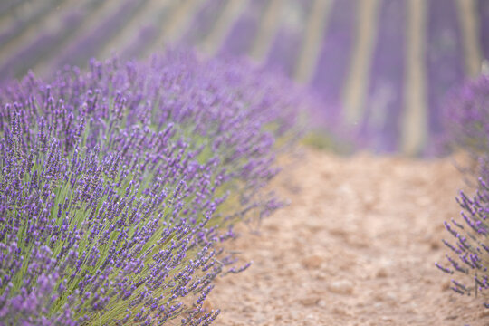 Rows of lavender flowers at sunset. Wonderful violet nature landscape