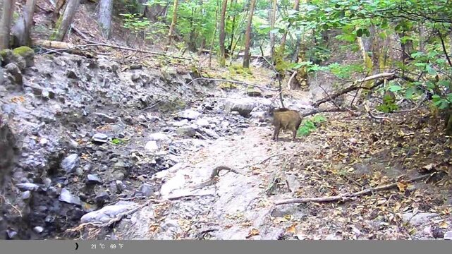Sounder of Wild Boars Foraging in Rocky Forest Ravine Captured on Trail Camera
