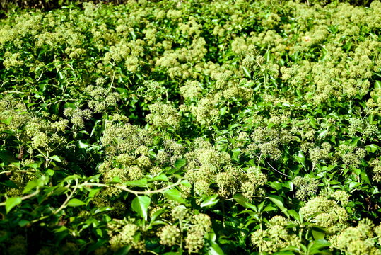 High Angle View of Flowering English Ivy Hedge Pattern in Bologna Italy for Nature Background