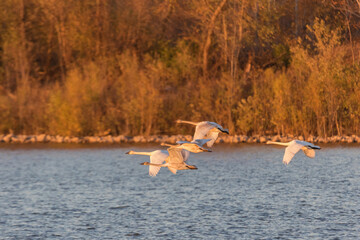 00758-02101 Trumpeter Swans (Cygnus buccinator) in flight Riverlands Migratory Bird Sanctuary St. Charles Co., MO © Daybreak Imagery