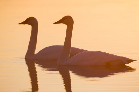 00758-01320 Trumpeter Swans (Cygnus buccinator) in wetland at sunrise, Marion Co., IL
