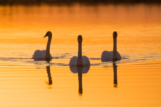 00758-01411 Trumpeter Swans (Cygnus buccinator) in wetland at sunrise, Marion Co., IL